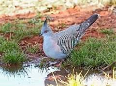 Crested pigeon - resized