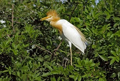 Cattle egret - resized