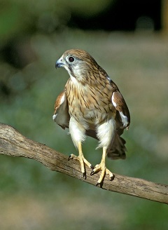 Nankeen kestrel - resized