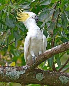 Sulphur crested cockatoo - resized