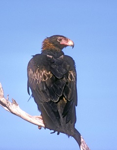 Wedge tailed eagle  - resized