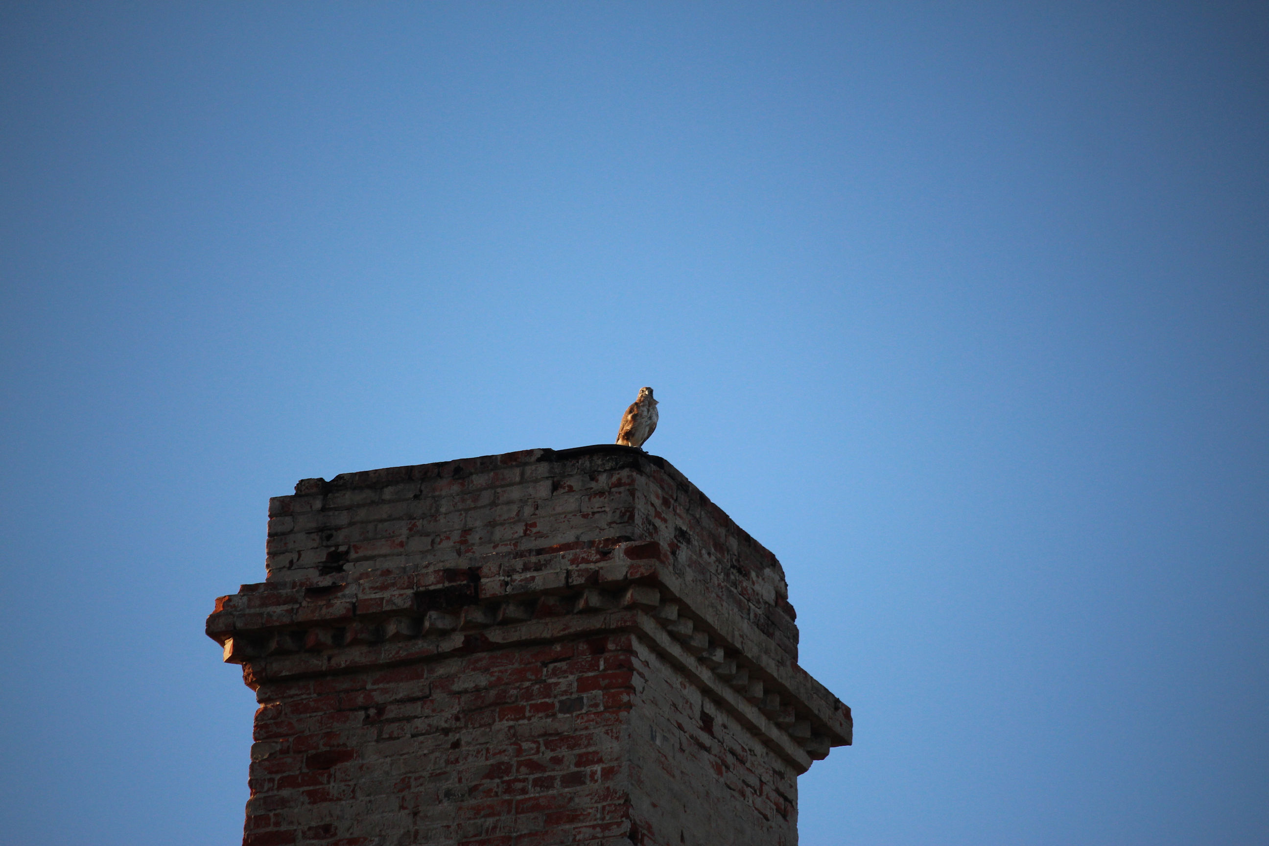 Cumberland-Kestrel.jpg
